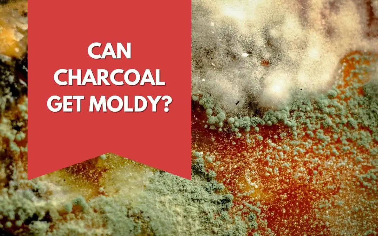 Can Charcoal Get Moldy? - Featured Image