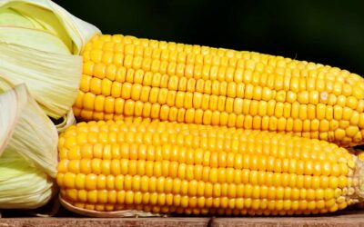 How to grill frozen corn on the cob
